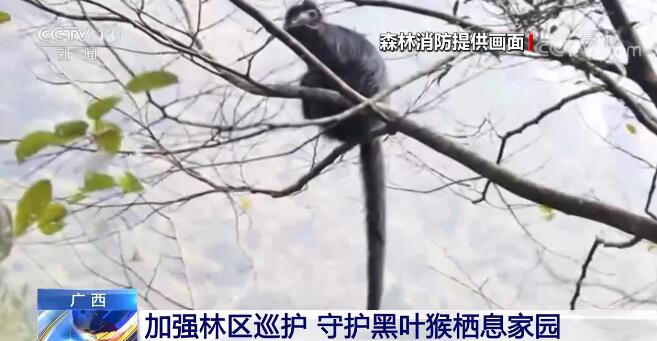 广西大明山国家级自然保护区加强林区巡护 守护黑叶猴栖息家园