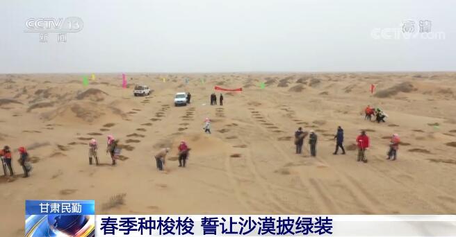 【俗人微光】一批批甘肃民勤人民和志愿者压沙植绿 誓让沙漠披绿装