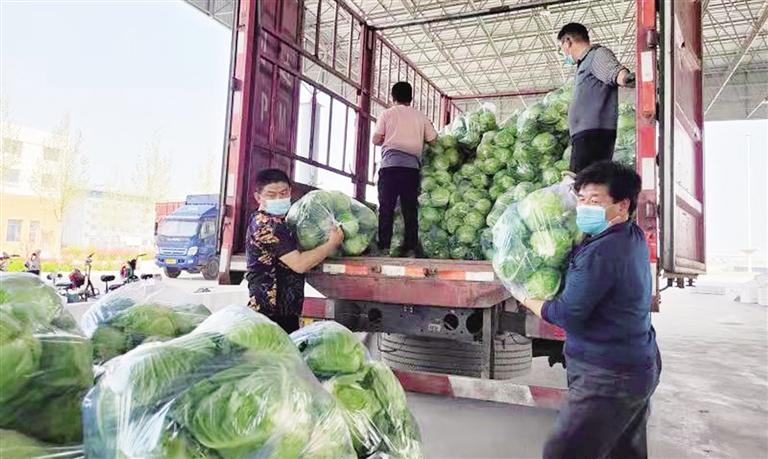山东主产区全力保供给——保证蔬菜产得好运得出价格稳