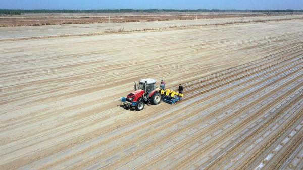 新疆喀什地区莎车县70万亩棉花全面开播 斗极导航无人驾驶智能耕种