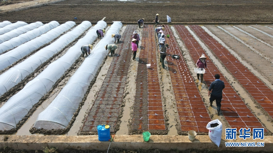 60000份有“身份证”的水稻育种资料在云南施甸开播