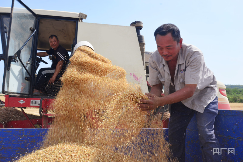 “皖”里有粮—— 来自粮食主产省安徽的夏收调查