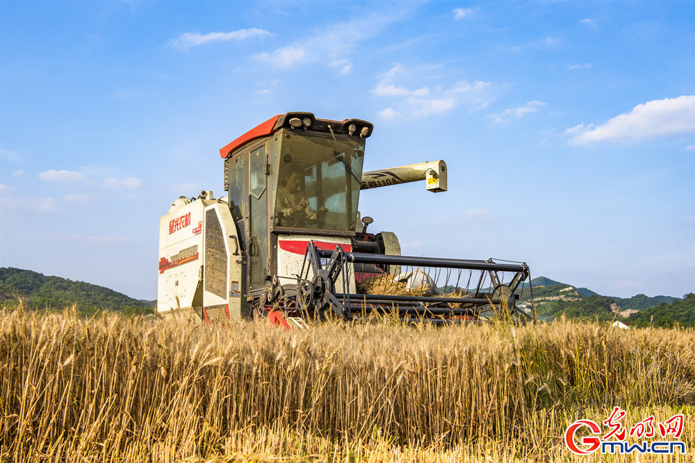 【颗粒归仓】安徽：“机械强农” 力保小麦机收率稳定在99%以上