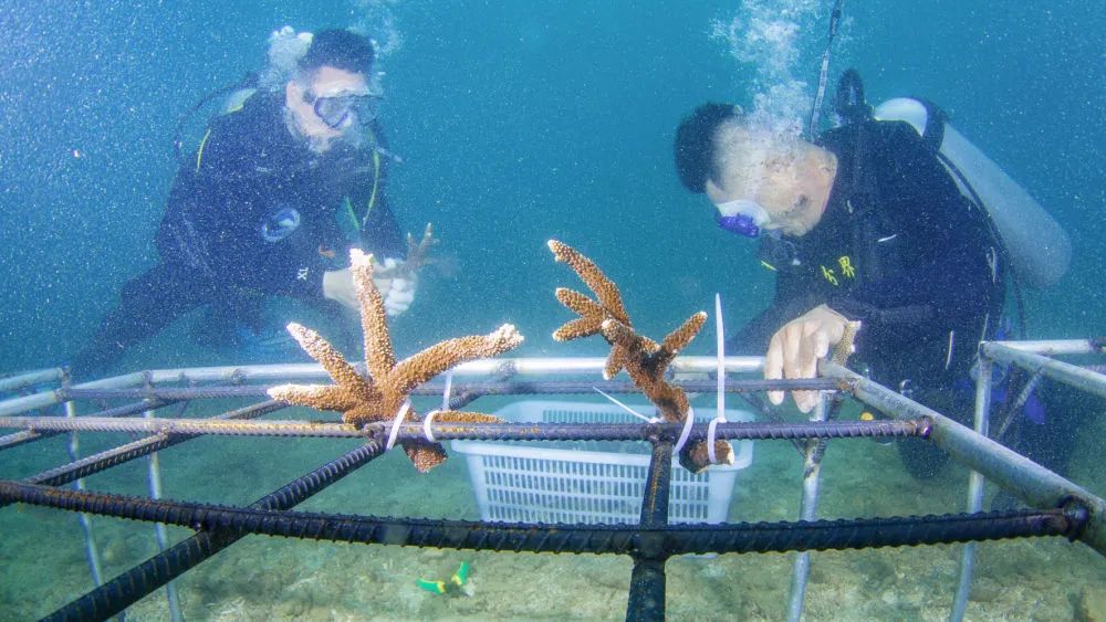 在海底“种”珊瑚的年轻人