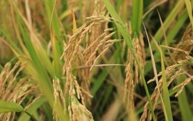 嵊州：萬畝旱稻開鐮收割