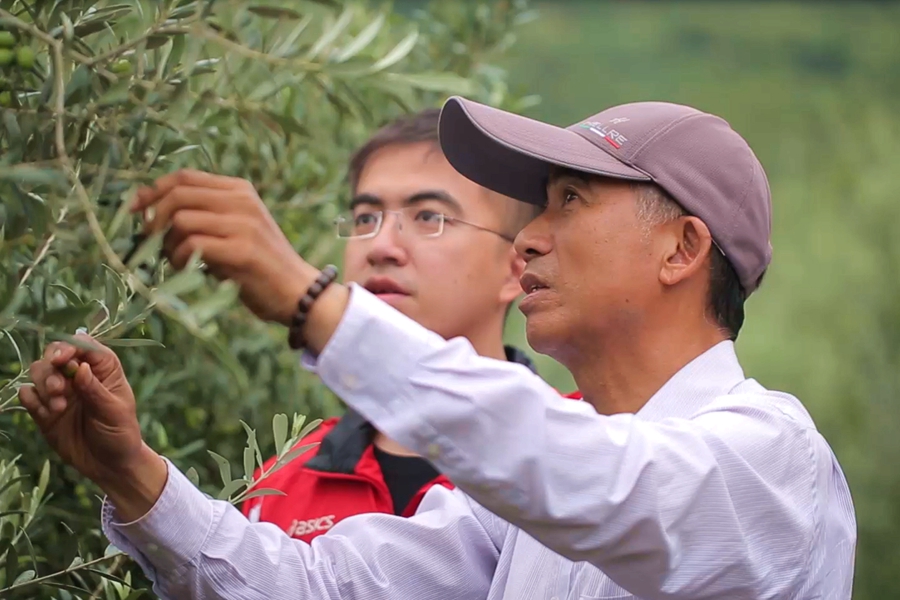芳华篇章｜台湾青年：在祖国的山川种出更多“梦中的橄榄树”