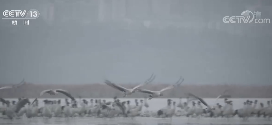 抵达贵州威宁草海湿地越冬黑颈鹤打破2000只