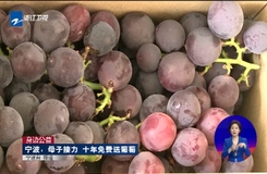 身邊公益 寧波：母子接力 十年免費送葡萄