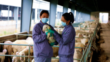 長興呂山：羊產業激活農民增收大動能