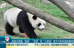 今日最頭條 旅美大熊貓“美香”“添添”和“小奇跡”將于今年年底按期回國