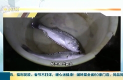 錢塘江明日起禁漁：他們在楊公魚市選購的最后一口鮮