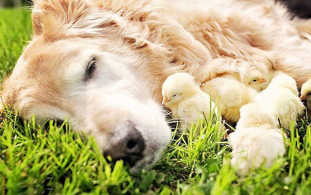 金毛猎犬和一群出生不久的毛茸鸡仔一起生活会碰撞出怎样的火花呢?