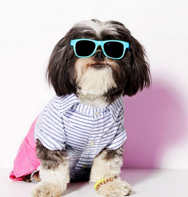 愚人节狗狗潮装萌翻众人