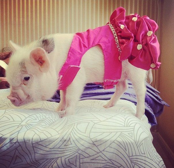 最近,一只外国的超萌迷你猪在网络爆红,主人每天将它打扮得花枝招展