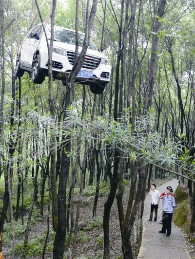 "越野车"竟都"开"上树了