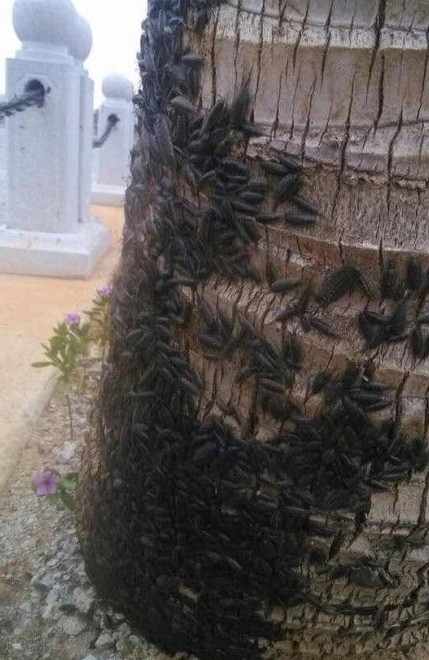 慎入!湛江海边聚集上万海蟑螂