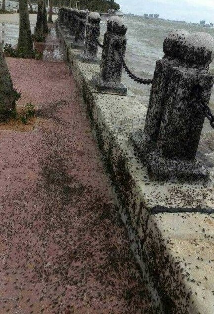 慎入!湛江海边聚集上万海蟑螂