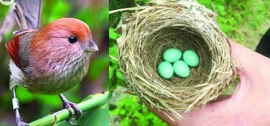 湖北现神奇绿色鸟蛋大如鹌鹑蛋 网友:像绿松石 真漂亮