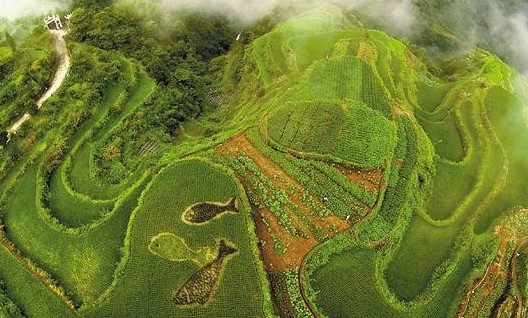 稻花飘香,浙江各地浮出一片片彩色水稻田