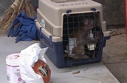 绍兴宠物猴被怀孕女主人遗弃手捧奶瓶穿着尿不湿