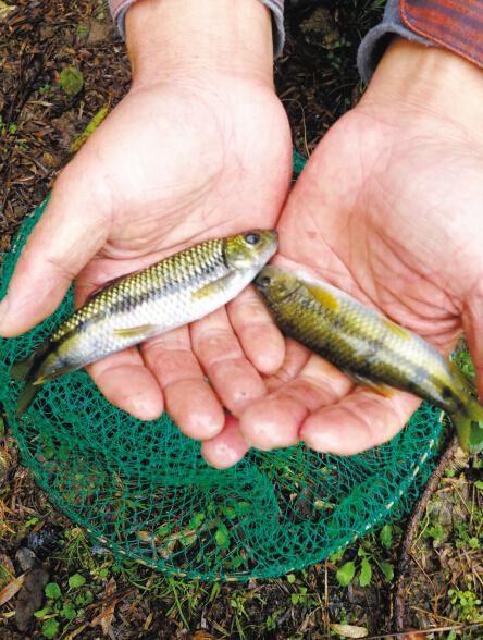 宁波溪坑石斑鱼有望重回餐桌