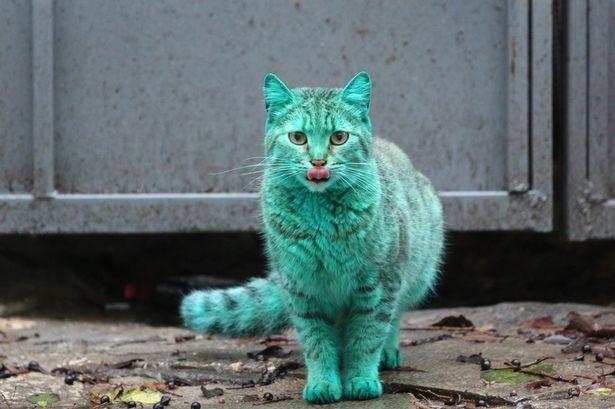 保加利亚现绿色猫咪 长期睡在绿色废弃物中