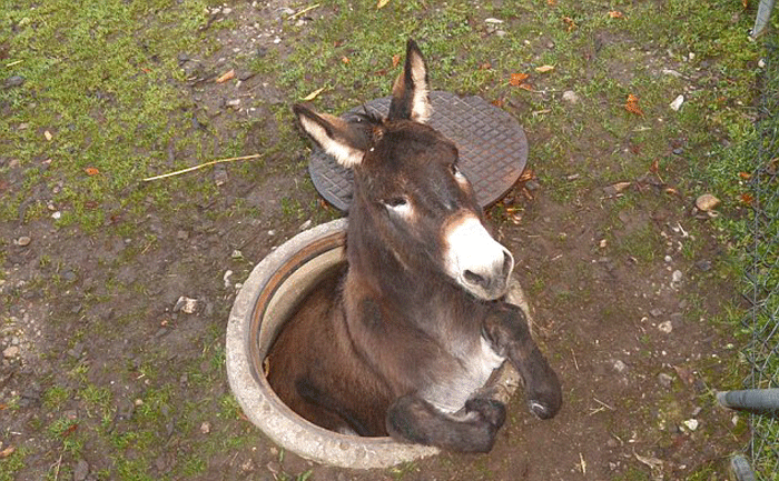 全球逗比动物盘点:不爽猫因臭脸排名第一