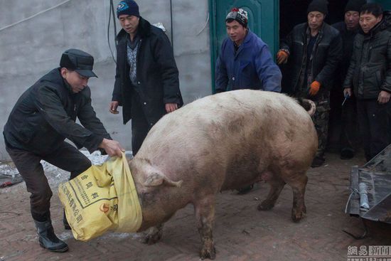 铲车杀年猪令人称奇 只因"二师兄"是巨无霸重735斤