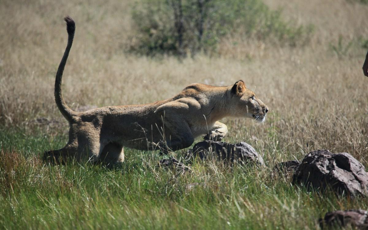 德国男子教非洲母狮子捕猎 一人一兽上演"感恩的拥抱"