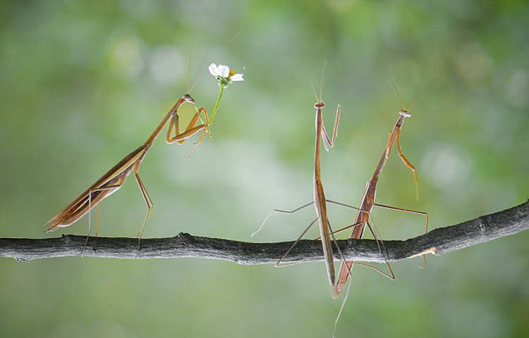 印尼摄影师抓拍:一只螳螂手捧鲜花向另一只螳螂求爱