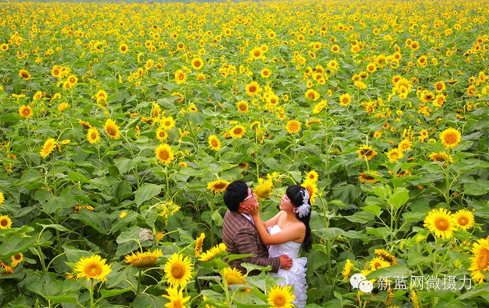 新蓝网摄影赛:幸福像花儿一样开