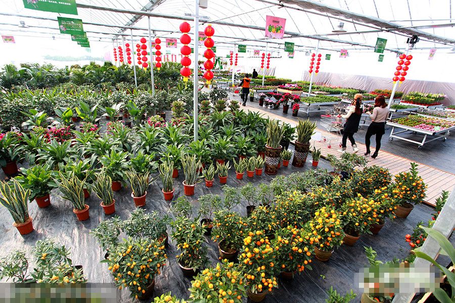 春节前夕,台州市首家花卉超市在温岭开业.