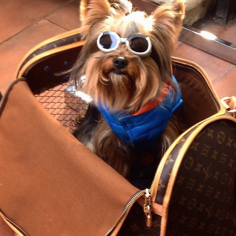 狗狗也炫富 富家狗奢华生活照疯传网络遭吐槽