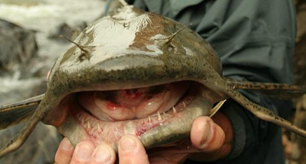 湄公河巨鲶长达3米重300公斤体型惊人 盘点全球惊人怪物