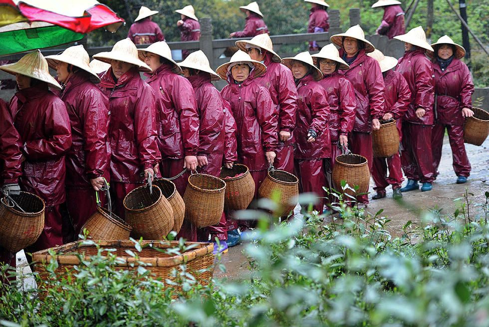 4月7日,气温骤降,大批采茶工在西湖区梅家坞茶园采摘龙井茶