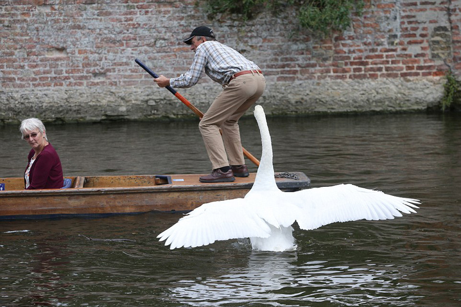 英国剑桥天鹅暴躁 频频攻击游客船夫