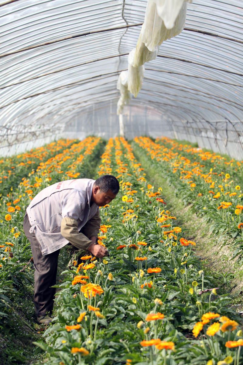 嘉善村民循环采种鲜切花非洲菊(1/6)