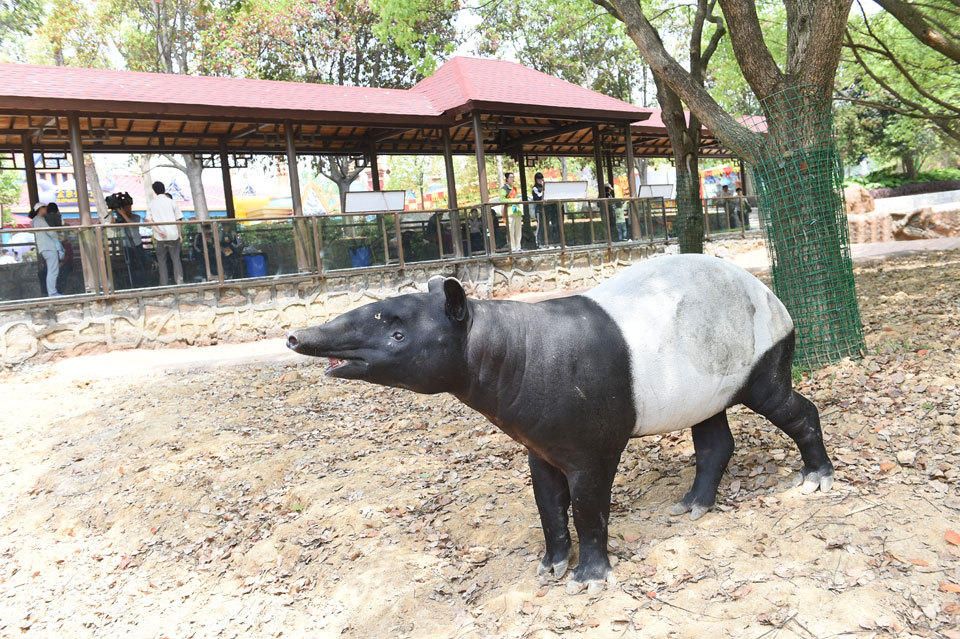 "马来貘"来杭州野生动物世界了(1/5)