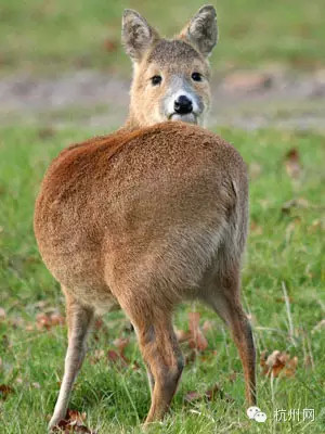 六, 汪爽呸 杭州话解释