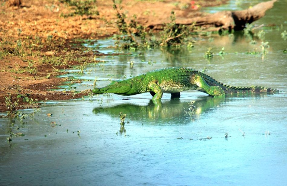 南非鳄鱼被水藻覆盖画风诡异恐怖似绿巨人