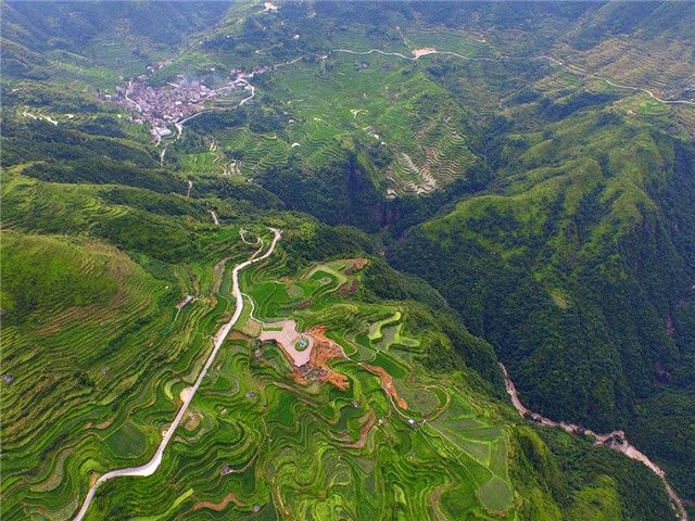 近日,記者通過航拍器拍攝的夏日青田小舟山梯田.