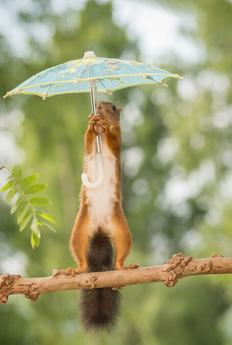 小松鼠雨中撑伞