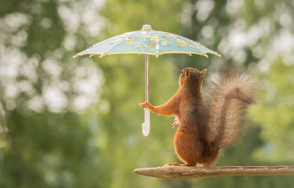 小松鼠雨中撑伞