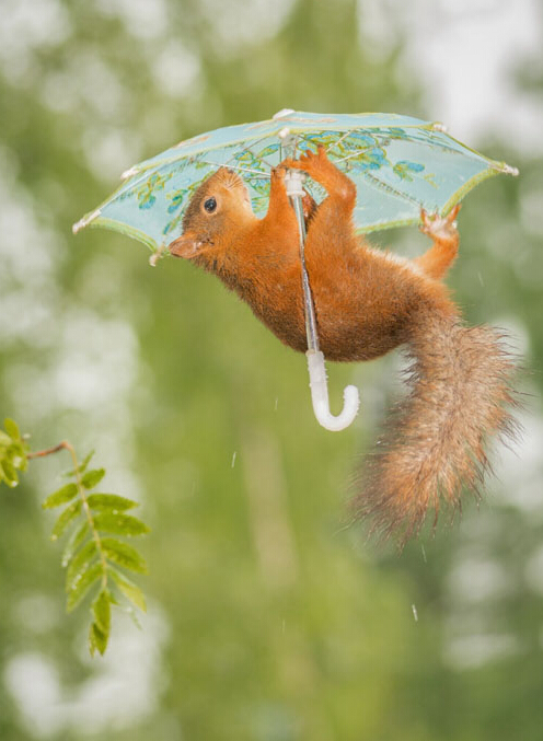 小松鼠的伞挂图图片