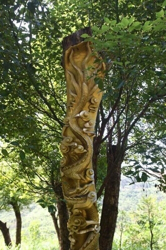 宁波现"活体龙形树雕"被批残忍 老板称不违反规定