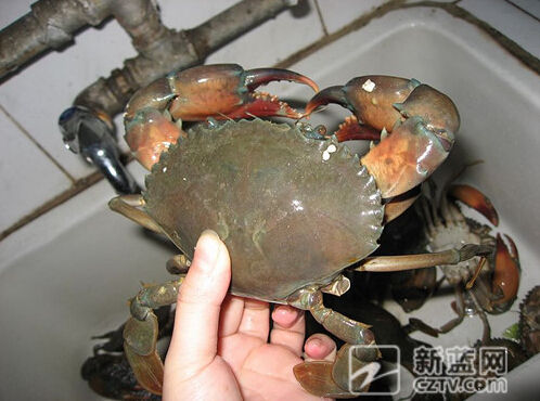 我们吃的真的是"针眼蟹"吗