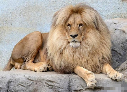 捷克动物园一狮子因天然中分发型成明星