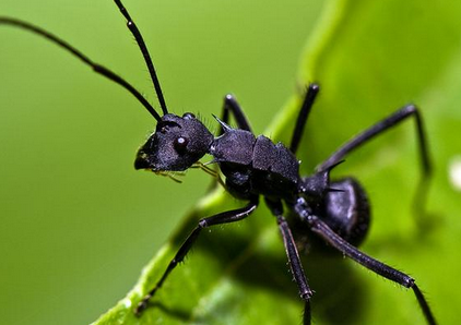 澳大利亚一六旬老人沙漠失踪 靠吃黑蚂蚁支撑6天