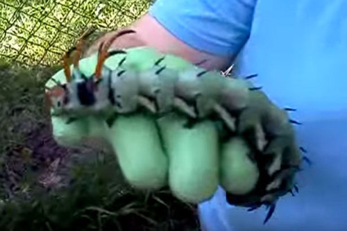 可怕!美国男子后院发现巨型毛毛虫 系帝王蛾幼虫