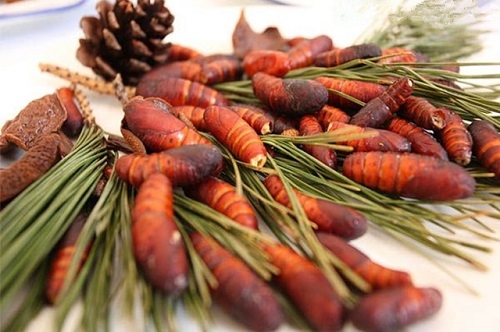 中国人用嘴拯救世界!吃虫蛹热已致松毛害虫绝迹